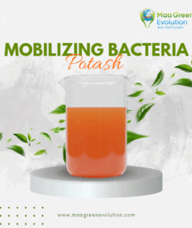 Potash Mobilizing Bacteria